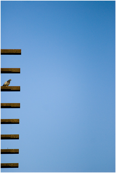 Bird on a pattern...