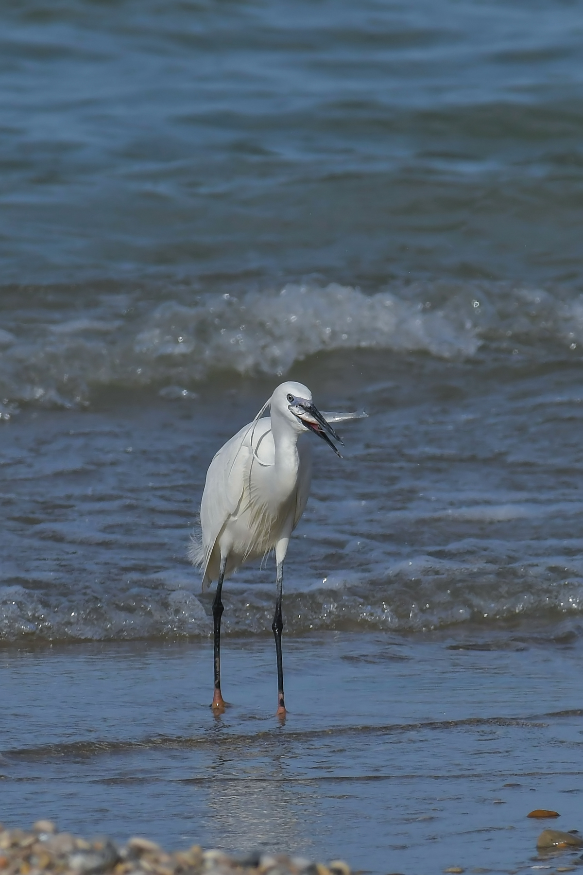 Anche oggi � andata bene...