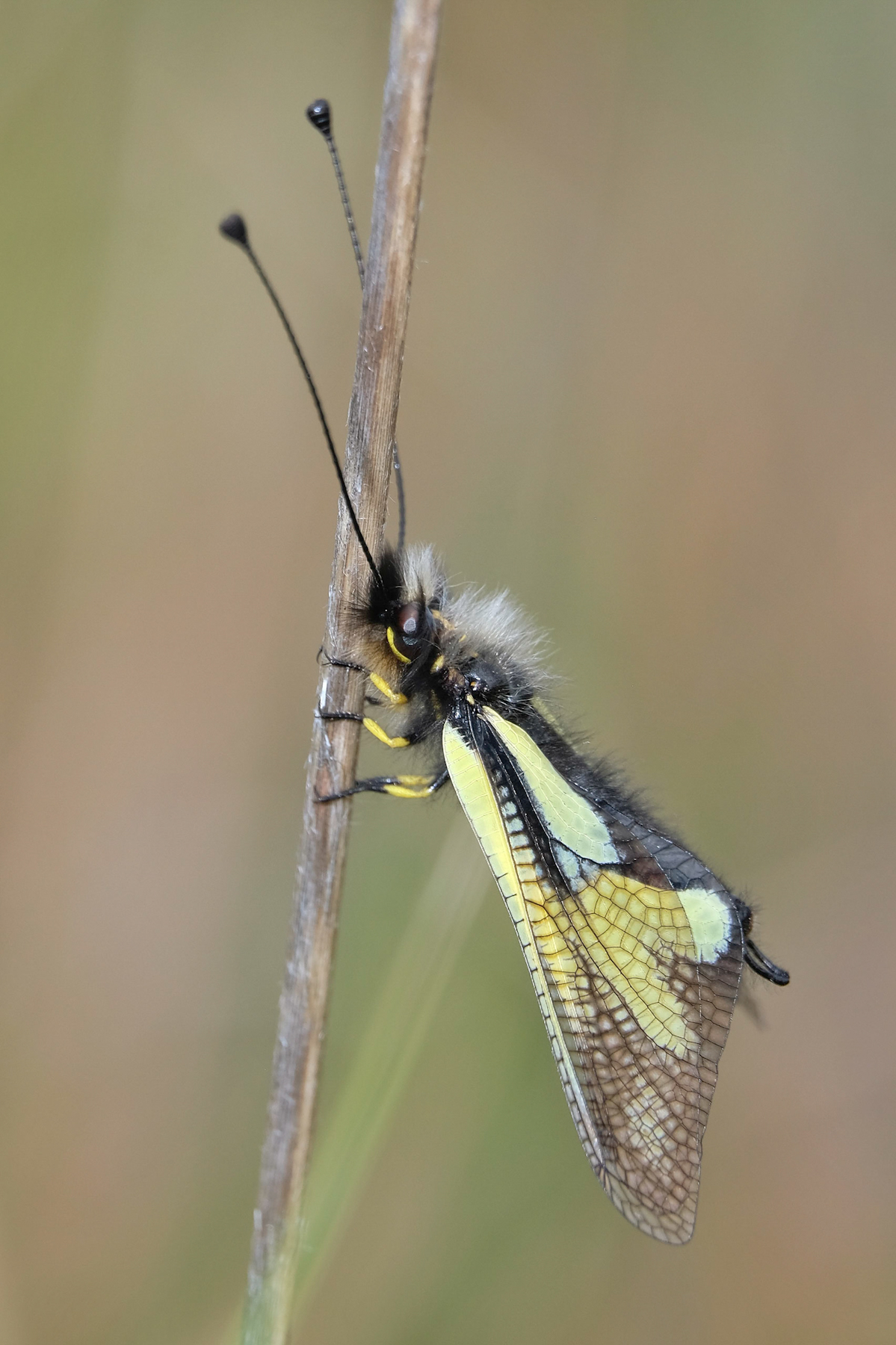 Libelloides coccajus