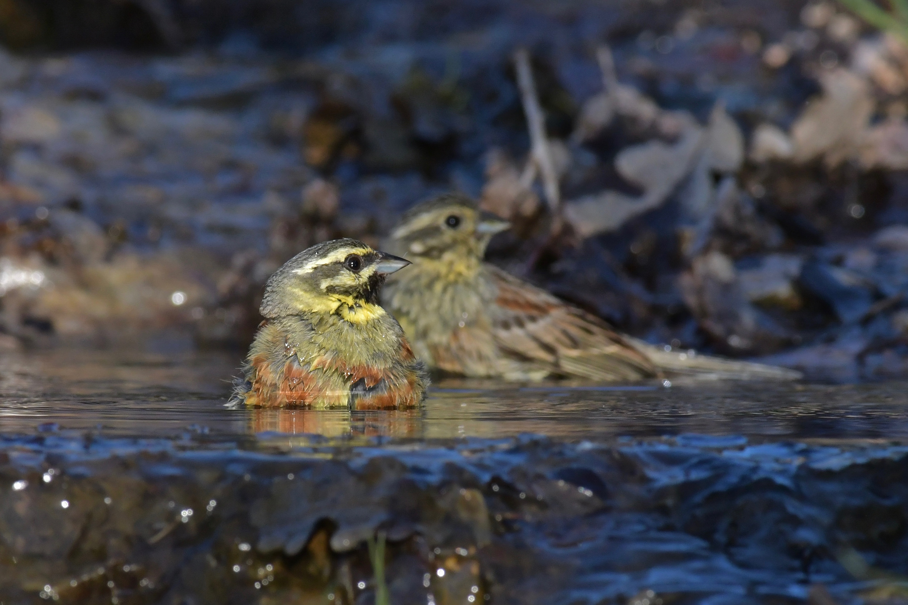 Ancora nuoto sincronizzato
