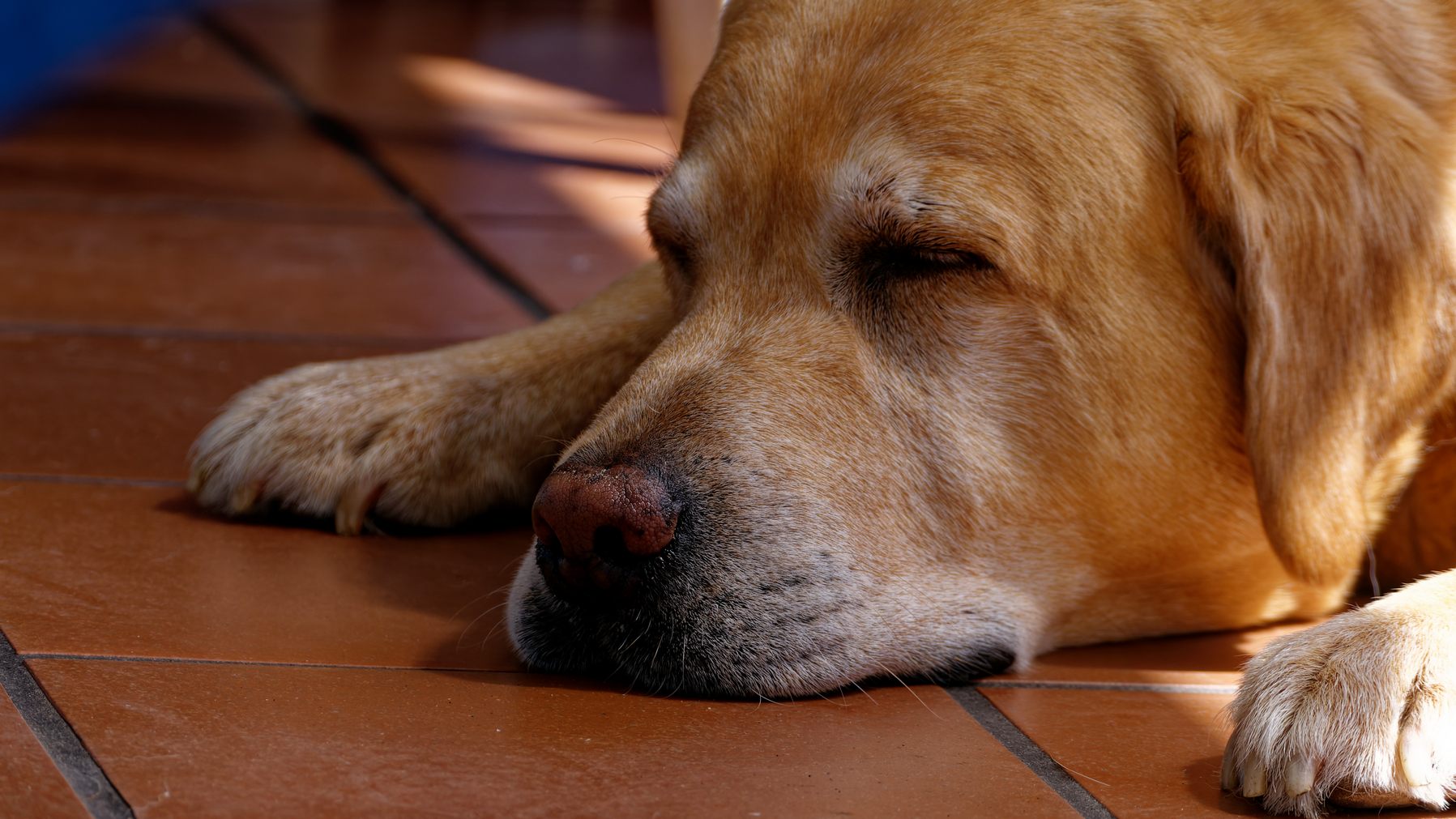 Cane 2 convertita con DxO
