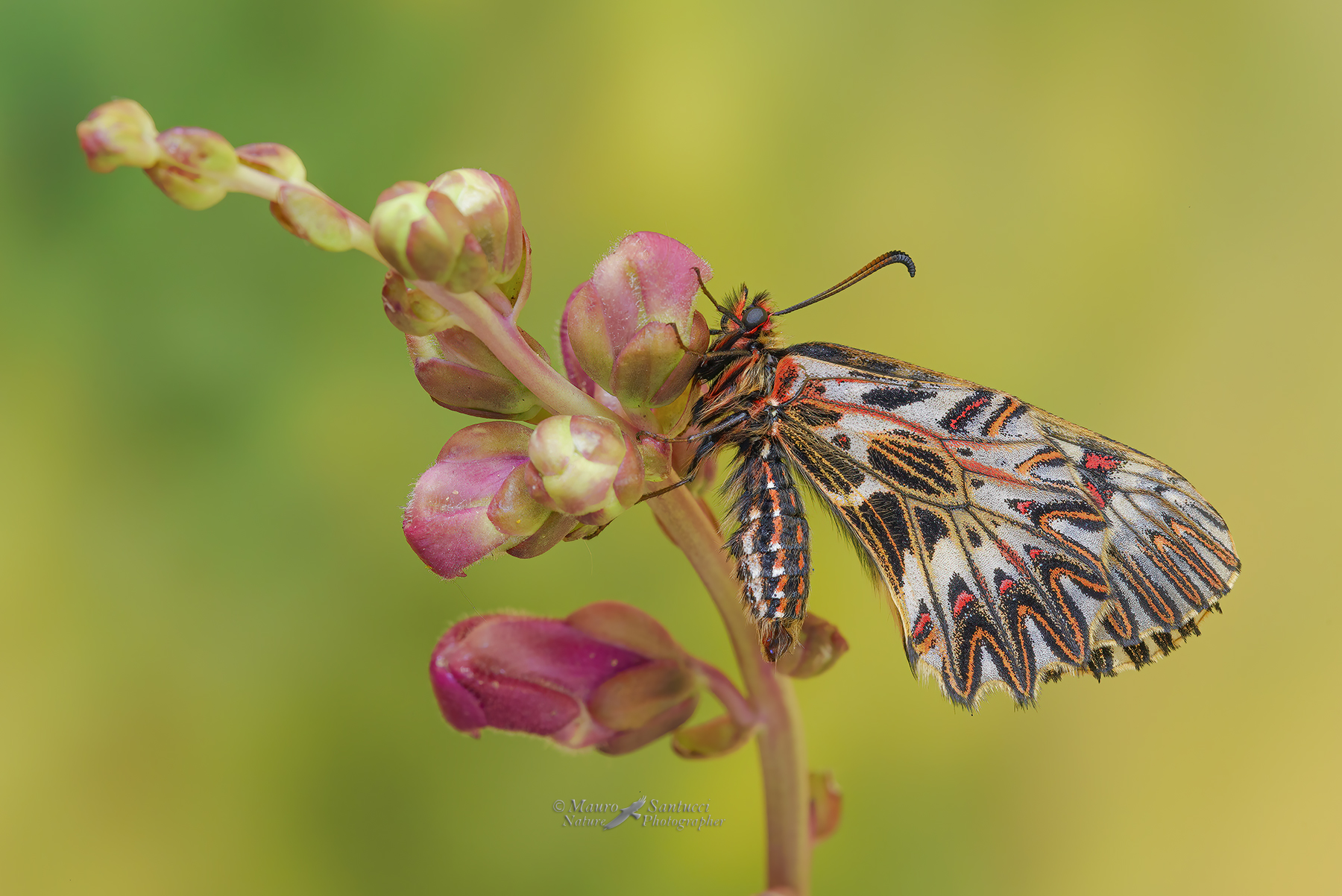 Zerynthia-polyxena_DSC2453