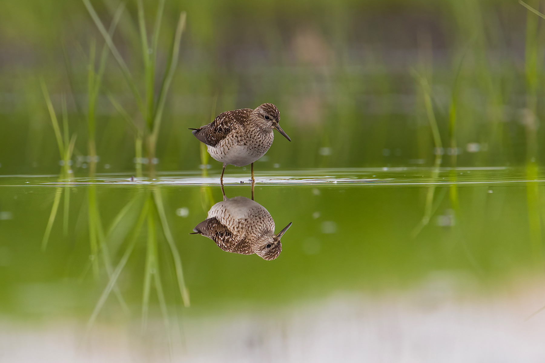 Piro piro boschereccio