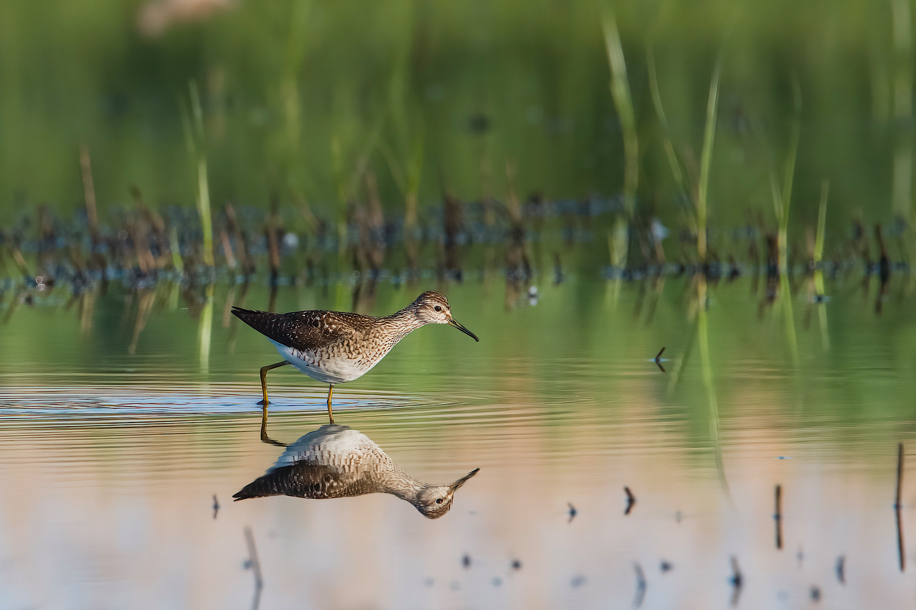 Piro piro boschereccio