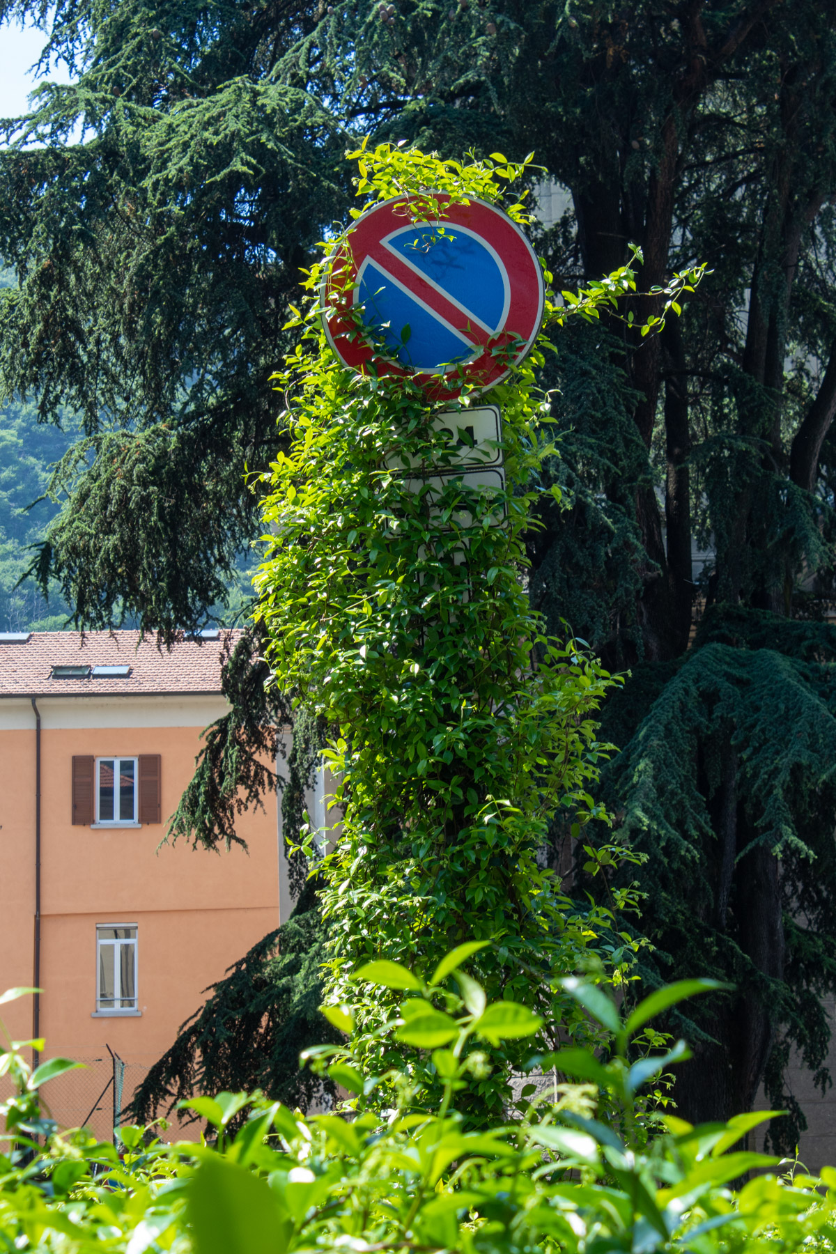 Divieto in ... prescrizione