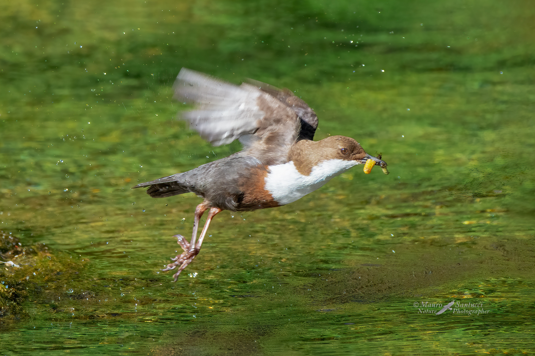 Merlo-acquaiolo_DSC7740