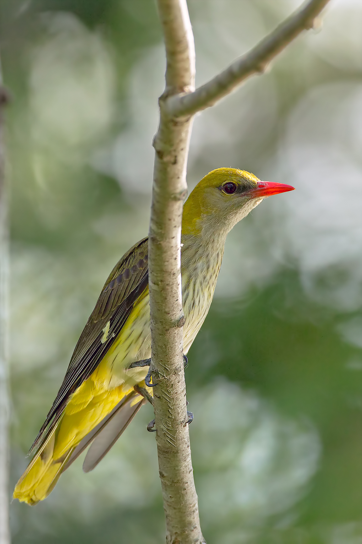 Rigogolo baciato dalla luce....