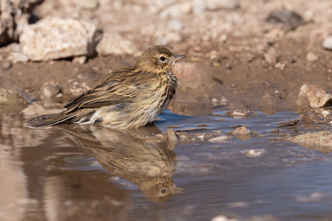 Prispolone (Anthus trivialis)