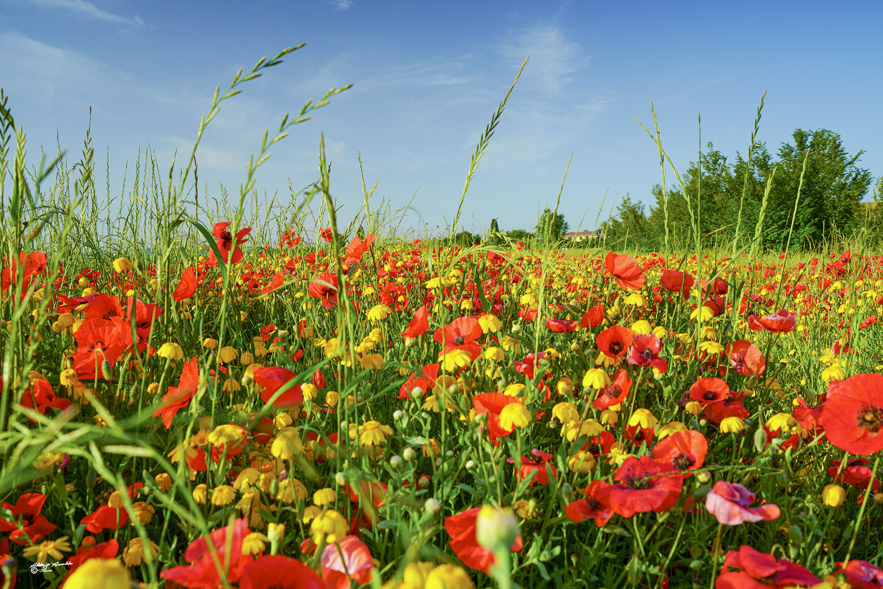 Rosso.. Giallo.. Verde..