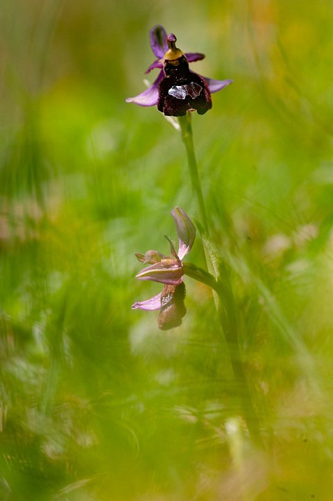 ophrys benacensis