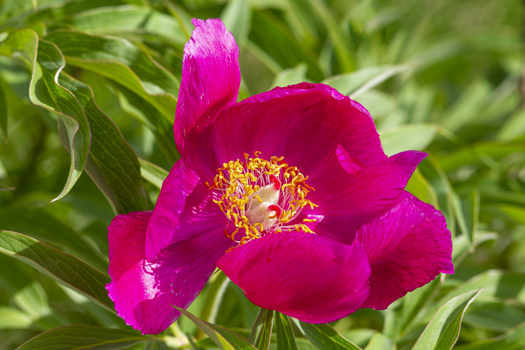 Peonia Selvatica