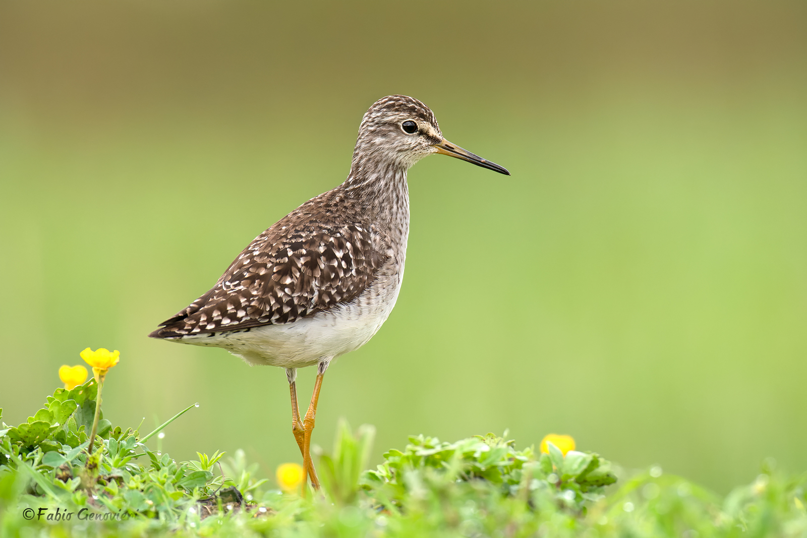 Piro piro Boschereccio