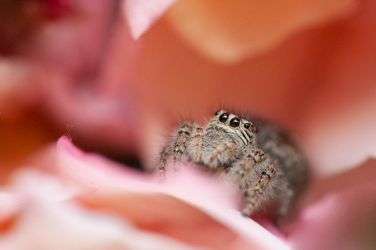 Phidippus borealis