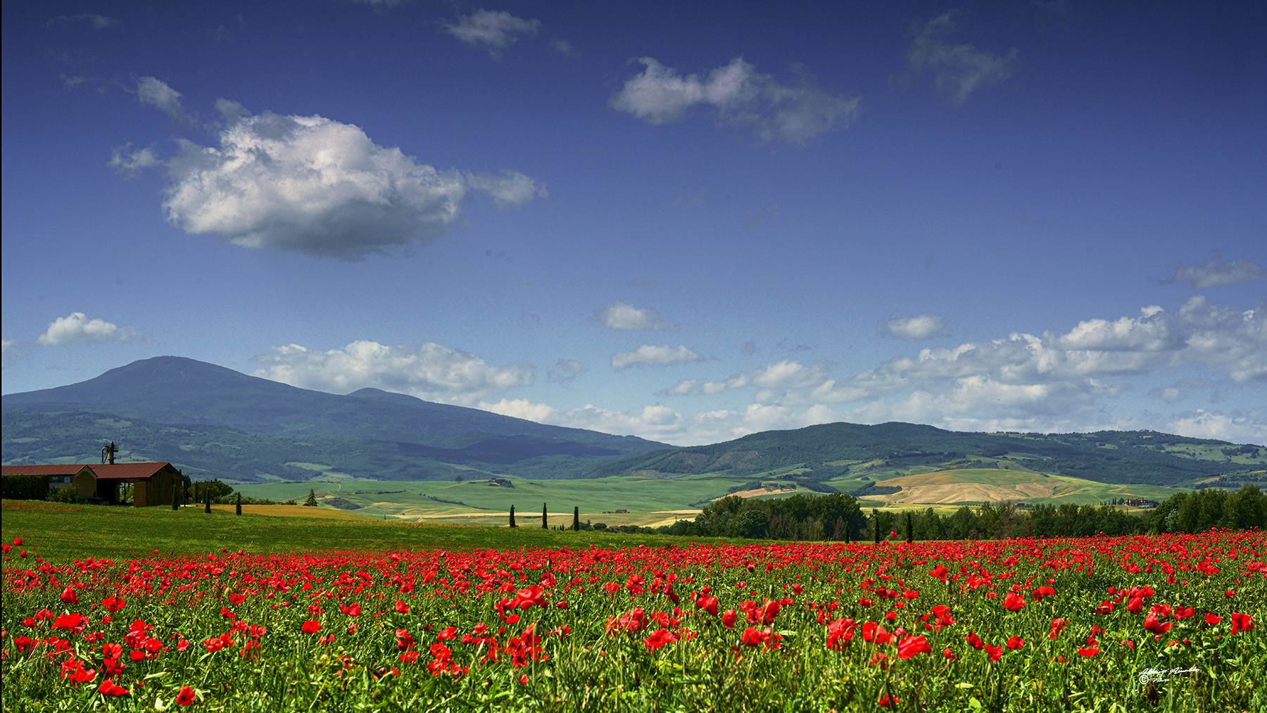 Distesa di papaveri sotto un cielo blu..