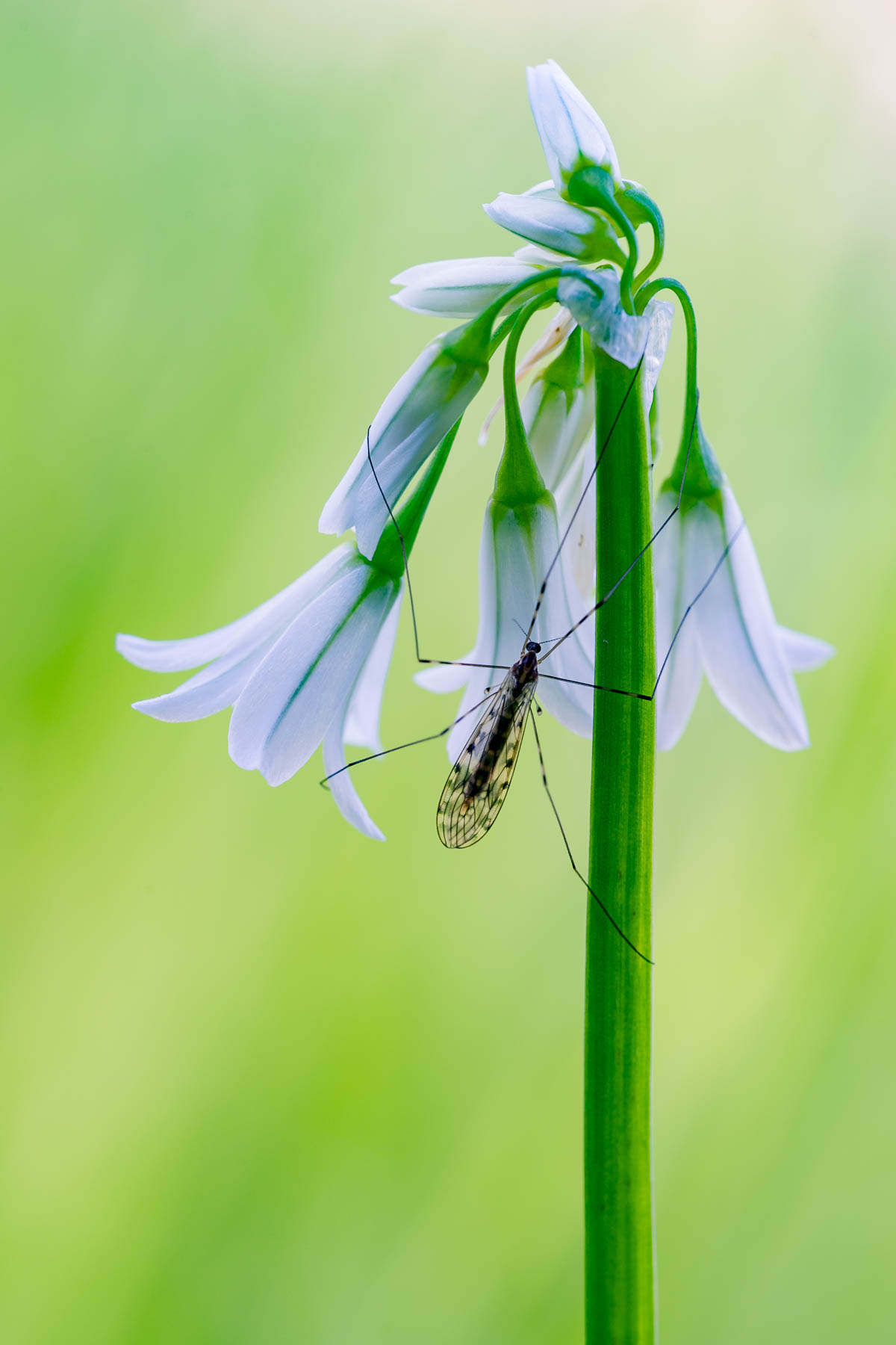 Aglio trigono con ospite