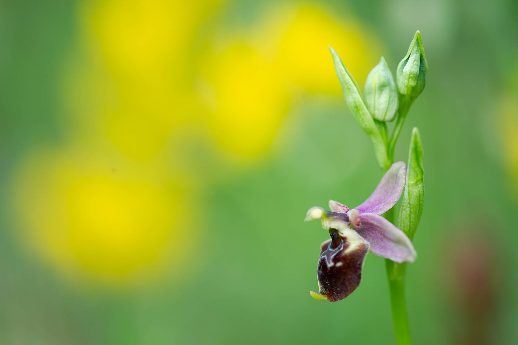 Ophrys scolopax