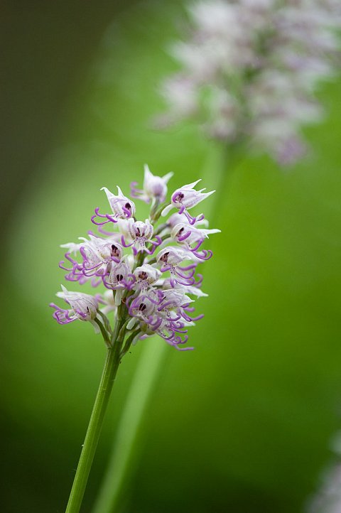 Orchis simia