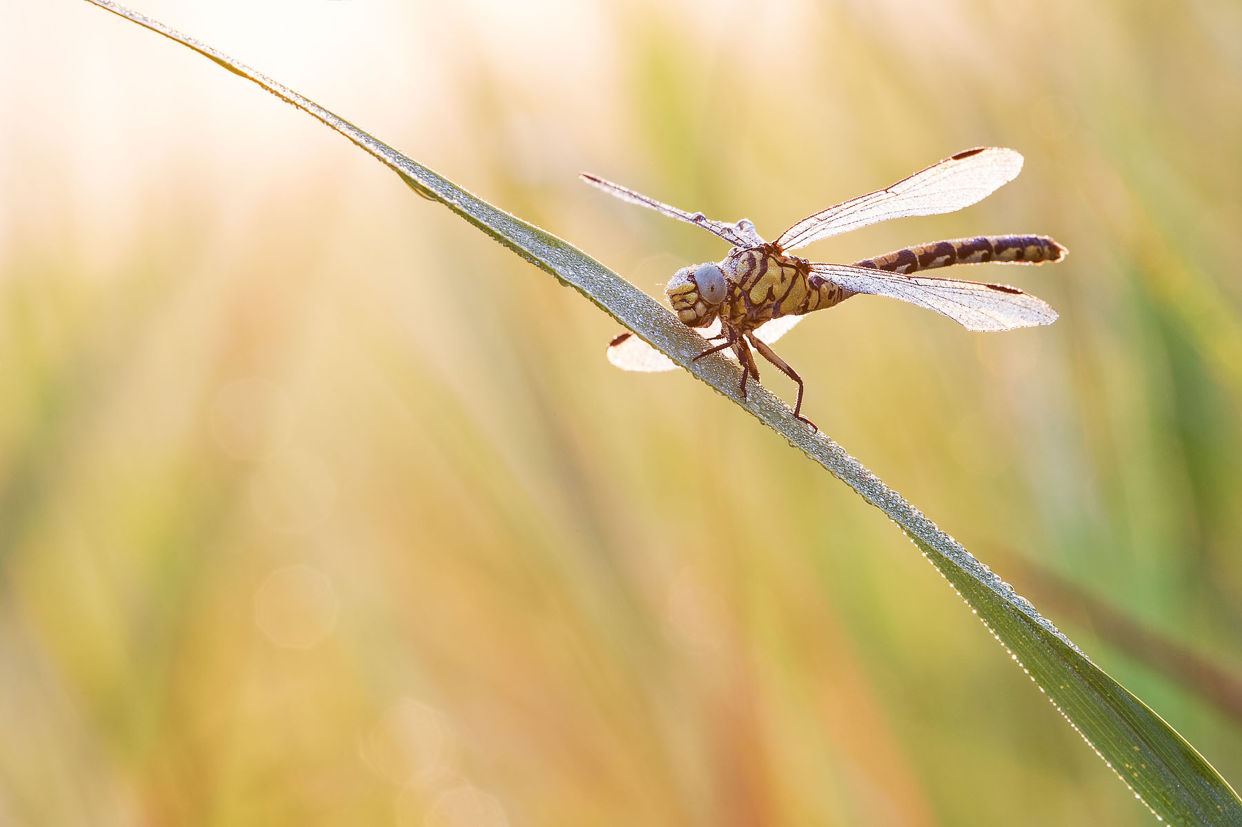 Gomphus vulgatissimus (Villagana, Bs)