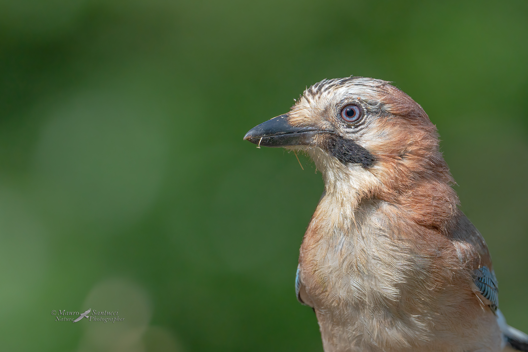 Ritratto-di-Ghiandaia_DSC00284