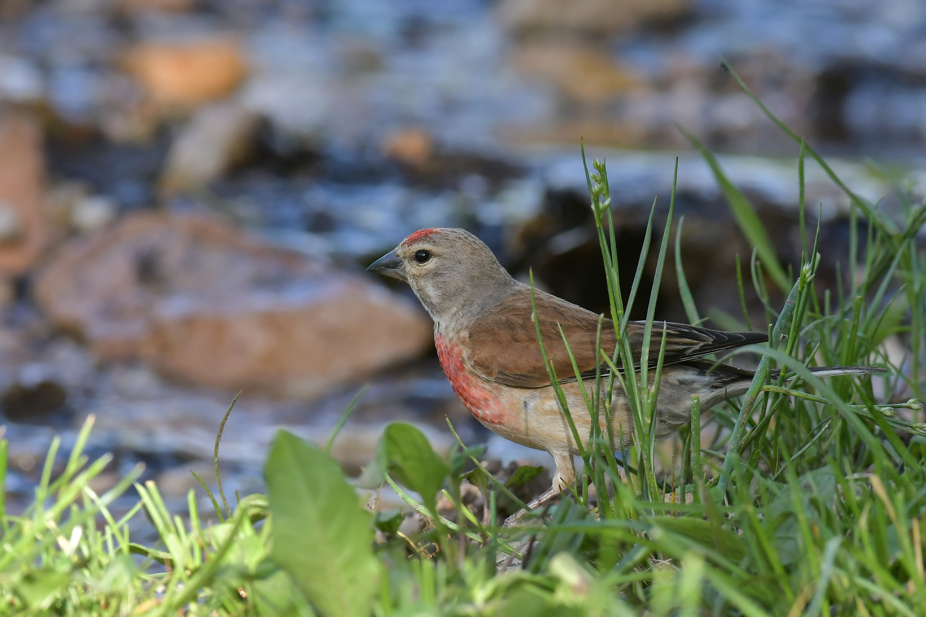 Fanello fa capolino...