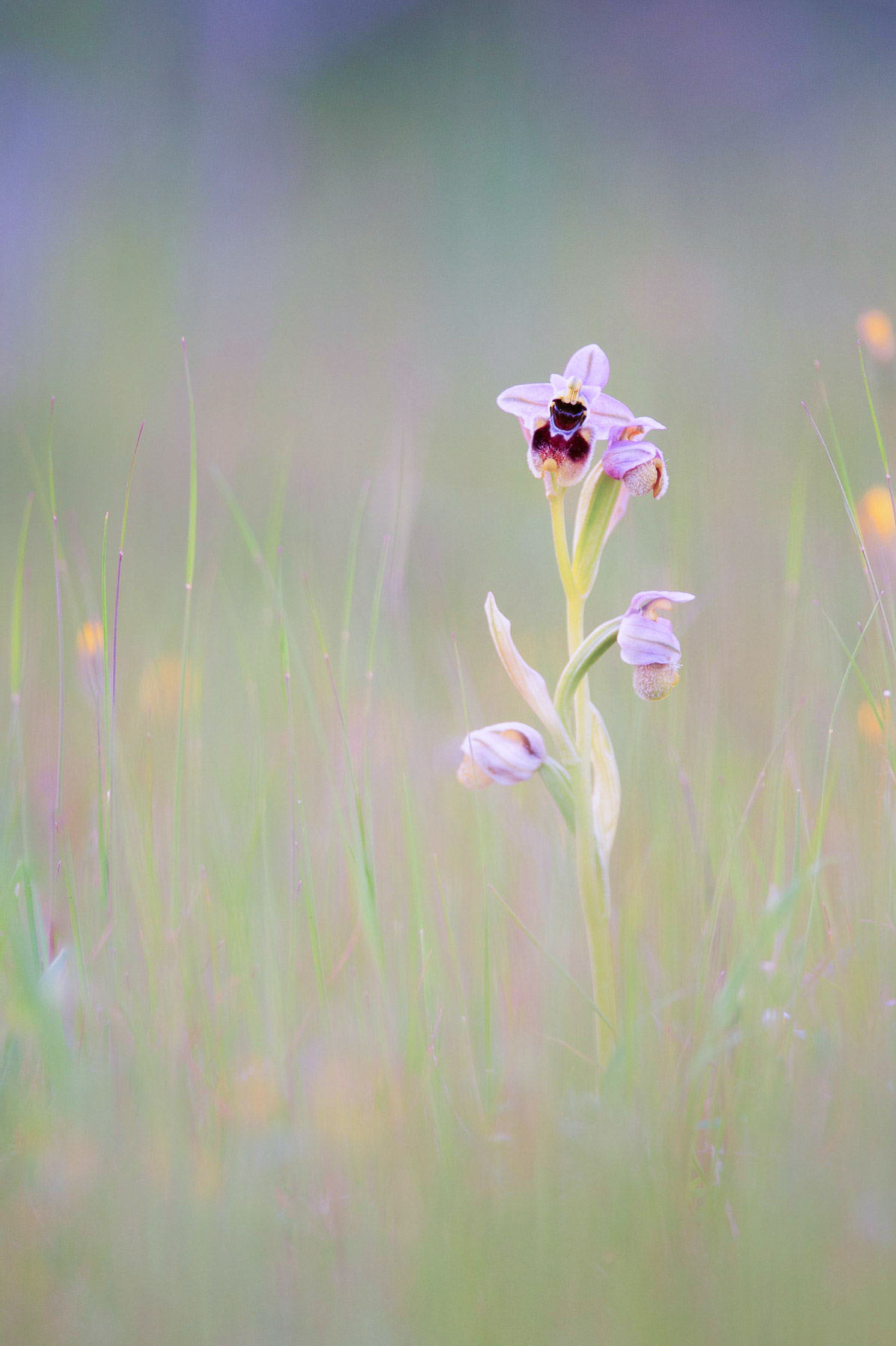 Ophrys tenthredinifera ambientata