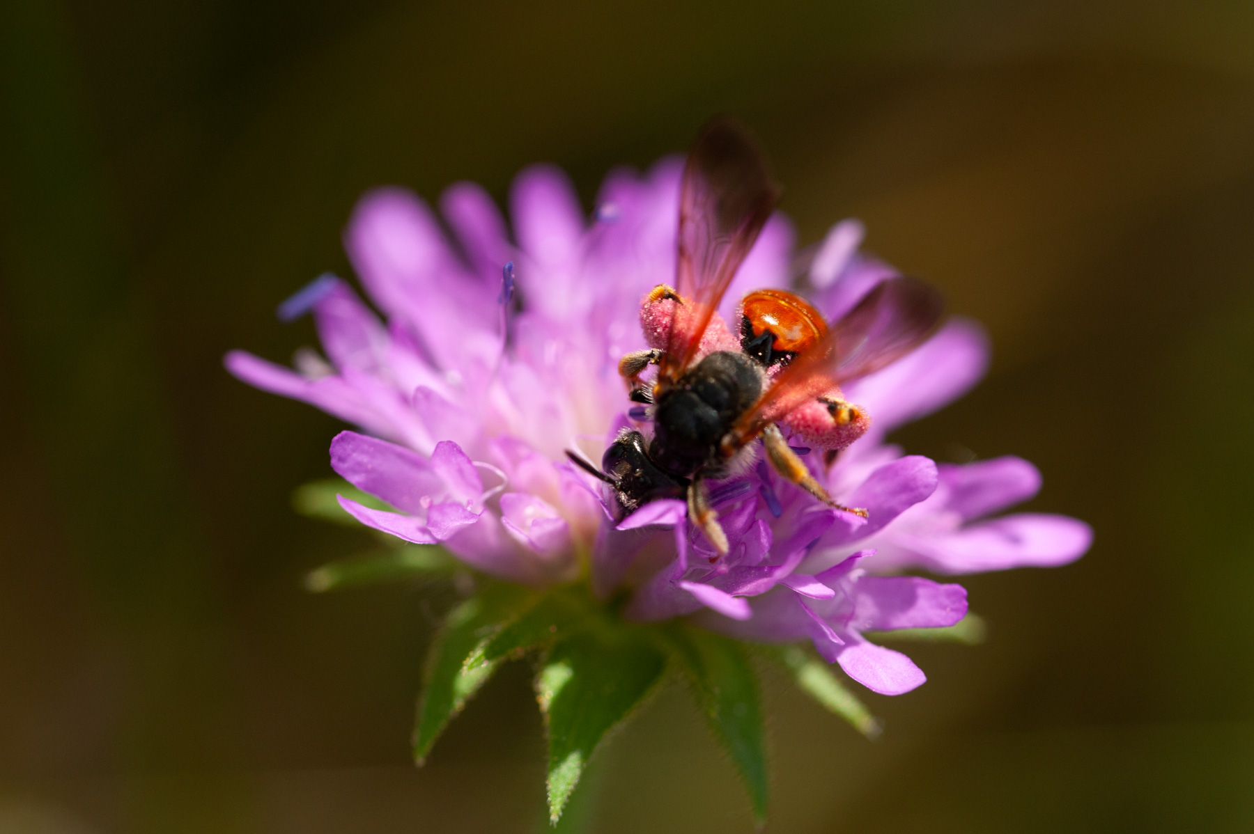 Andrena hattorfiana su Ambretta