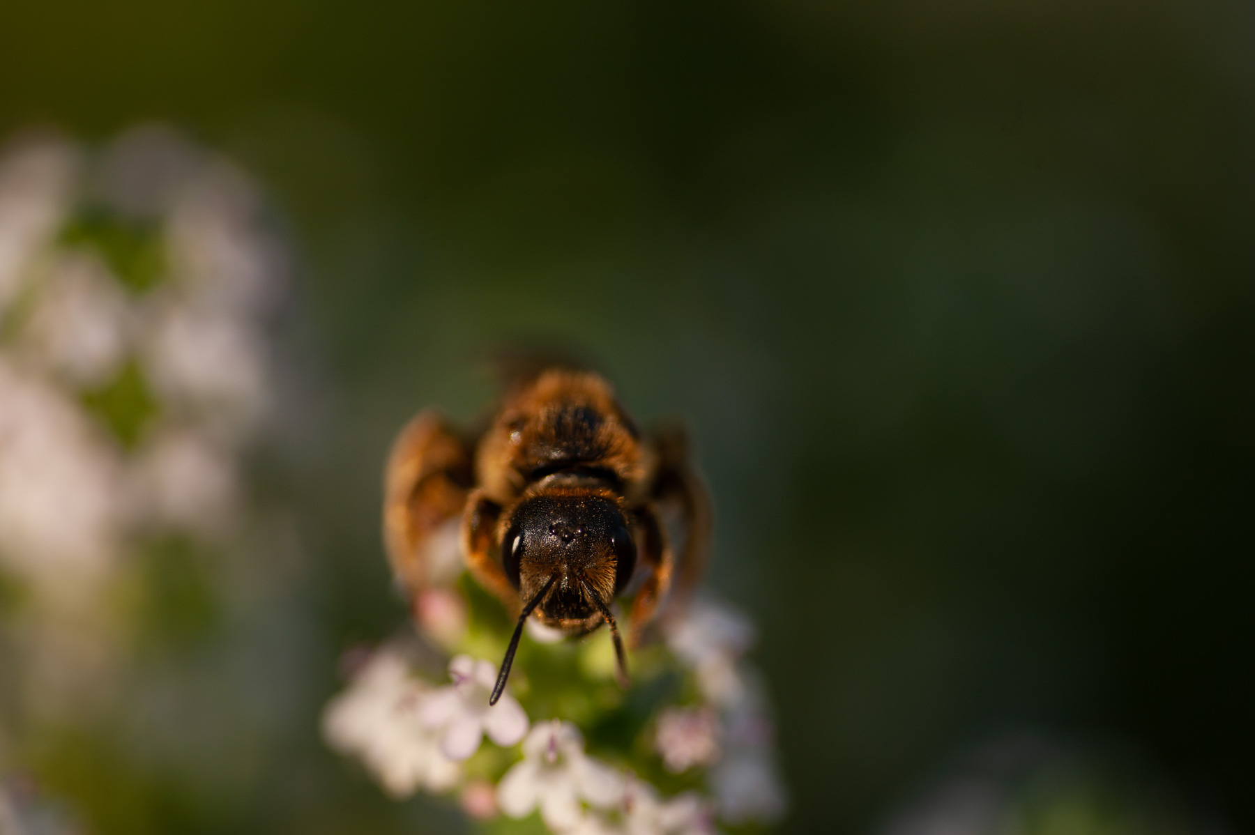 Halictus scabiosae