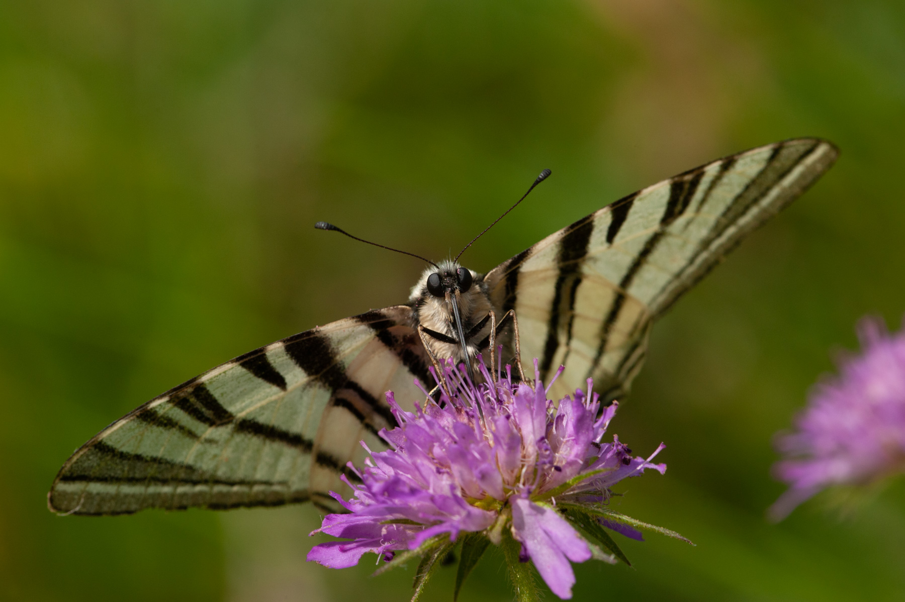 Podalirio su Ambretta