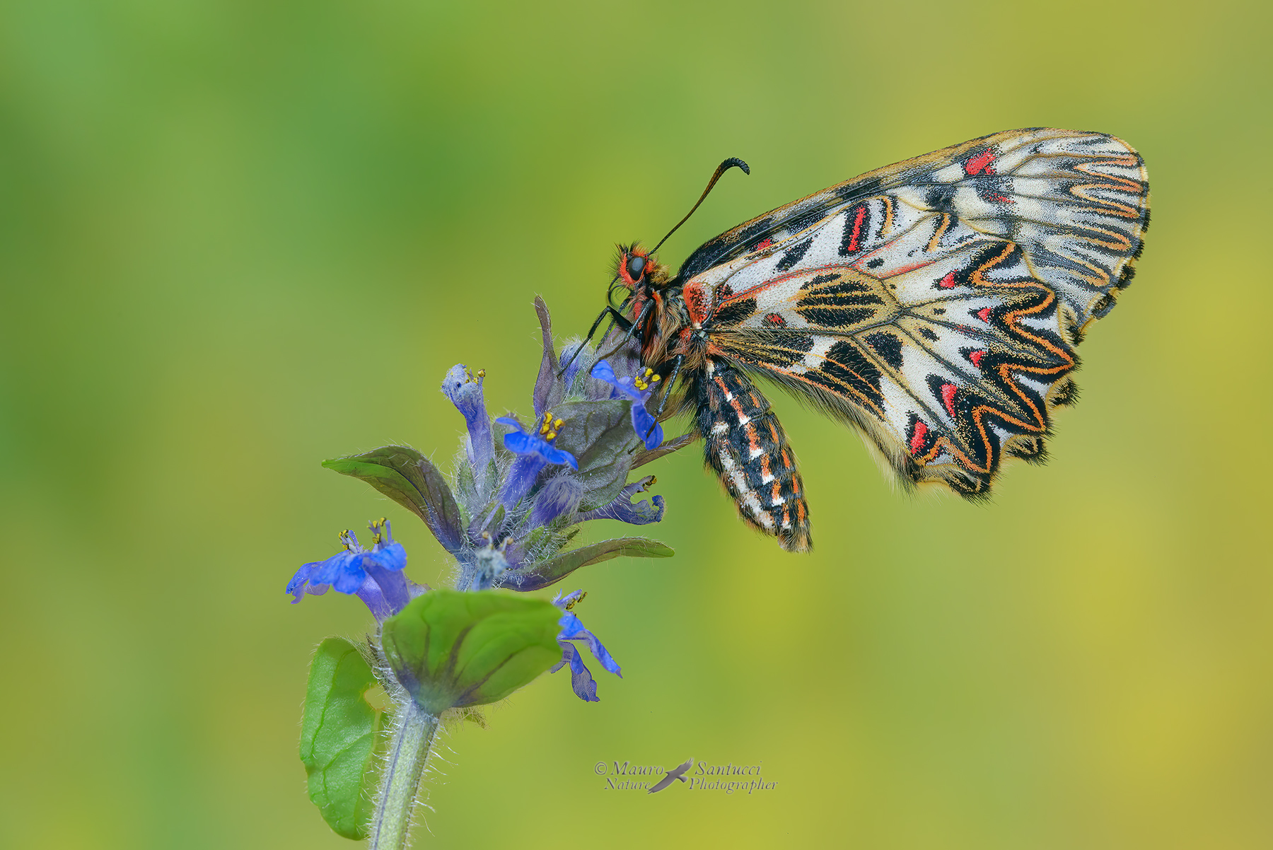 Zerynthia-polyxena_DSC2449