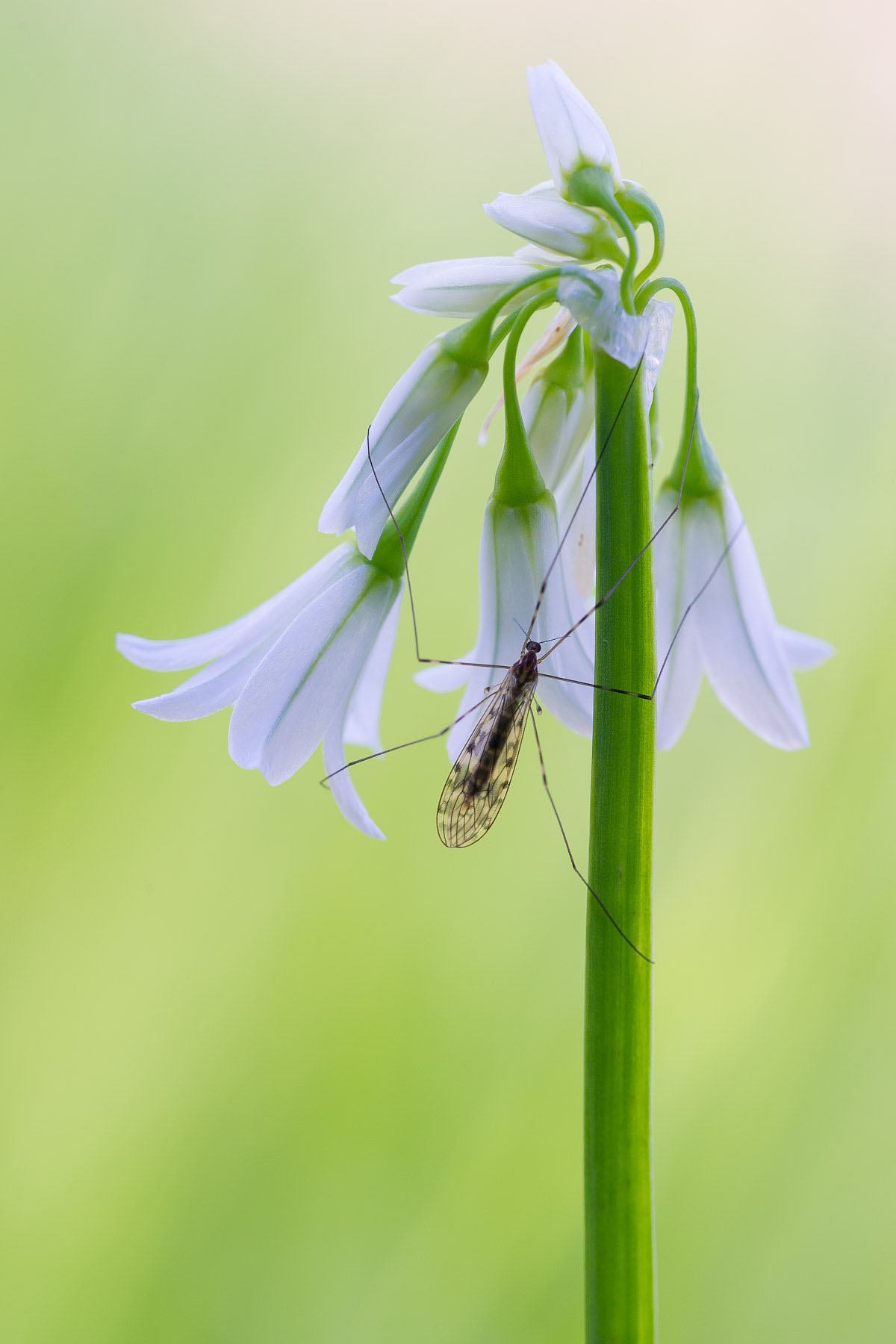 Aglio trigono con ospite
