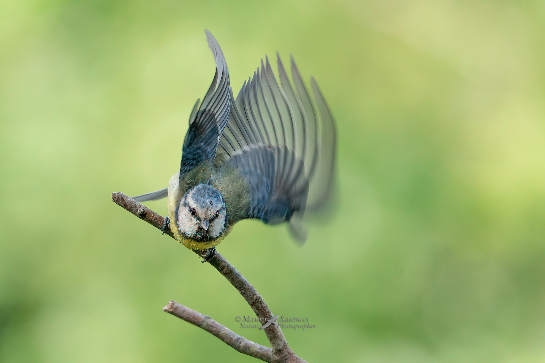 Cinciarella-allo-stacco-DSC00773