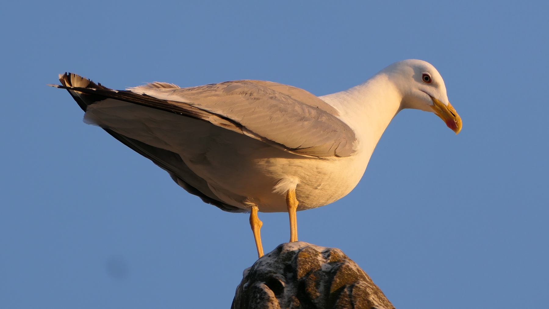 Gabbiano a castel S. Angelo, Roma