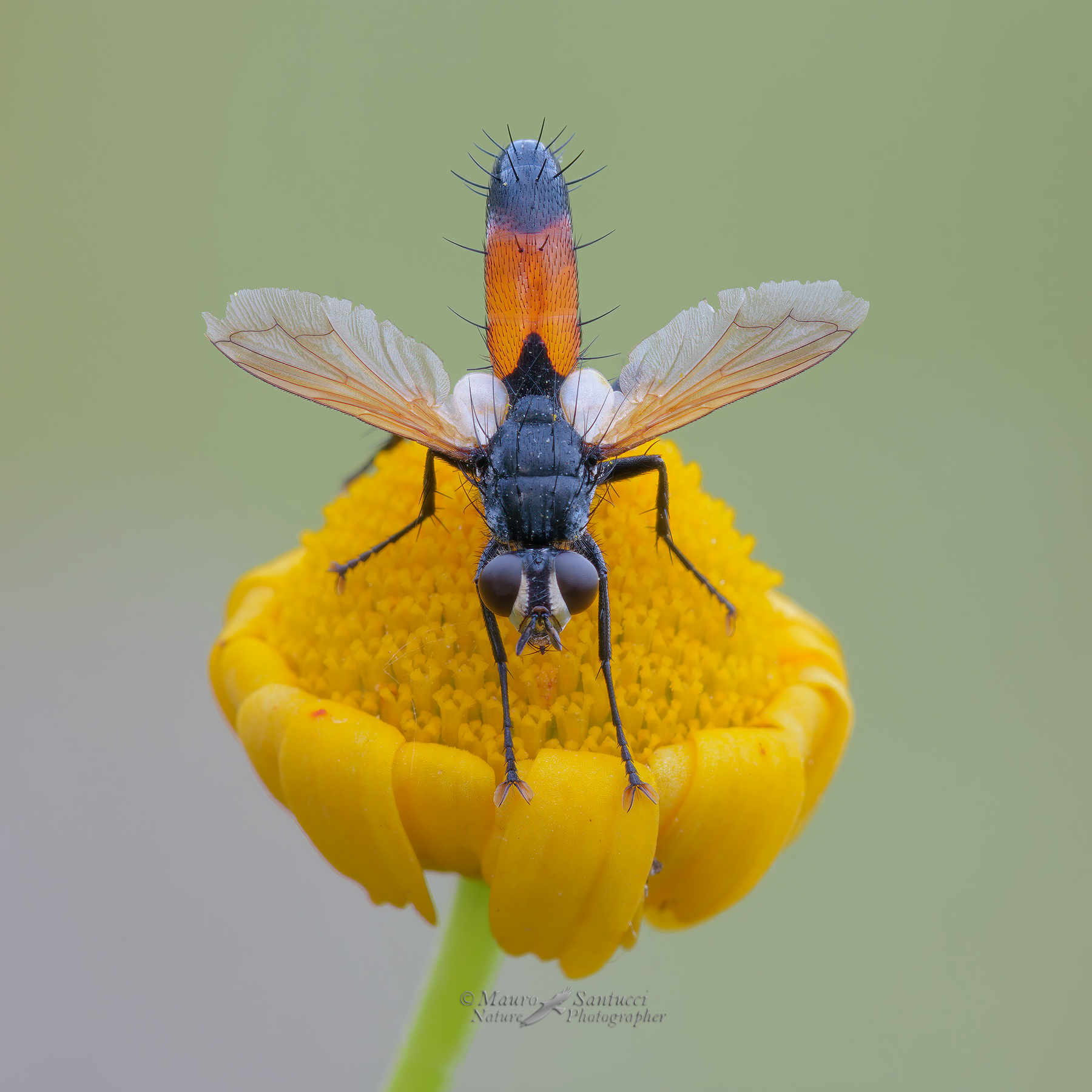 Cylidromyia-brassicaria_DSC7003