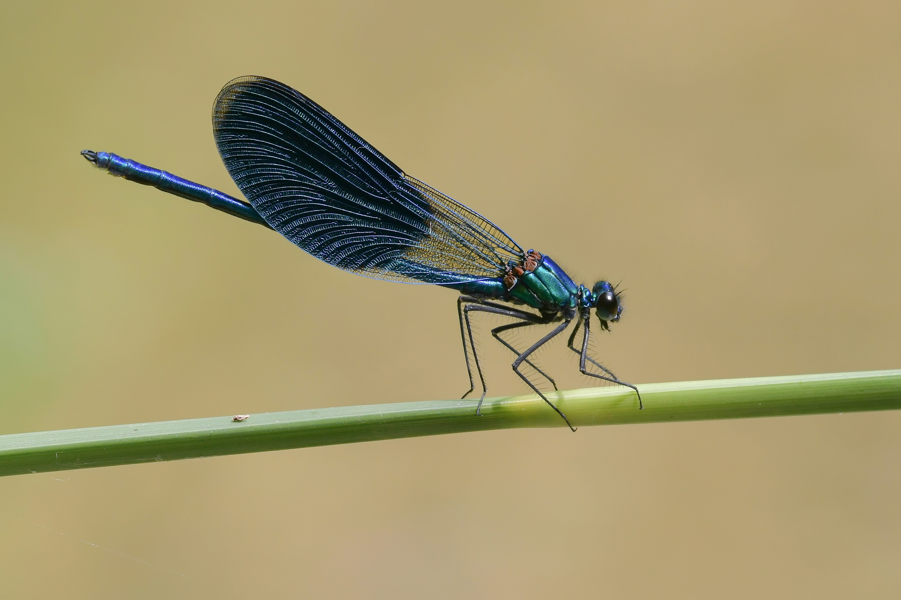 Caleopteryx splendens