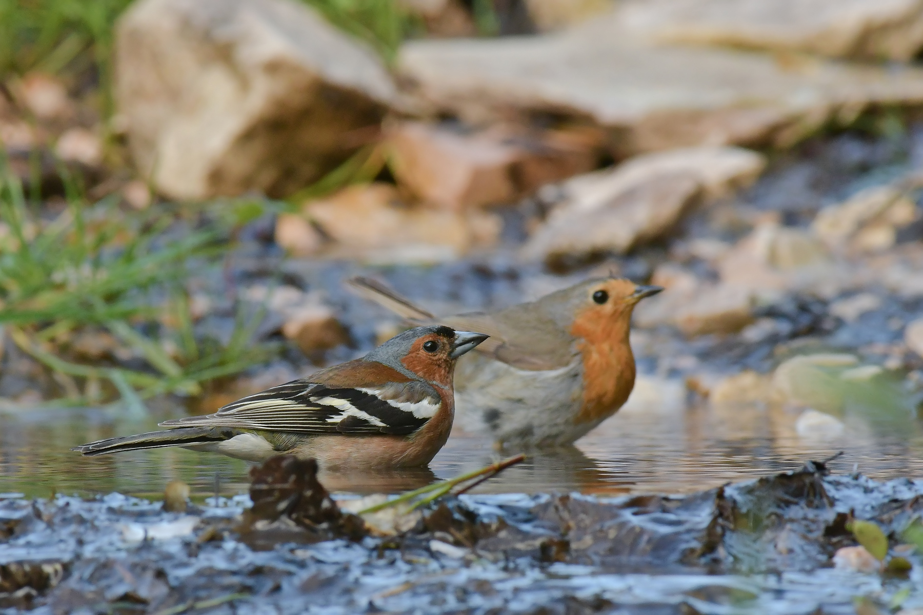 Acqua, bene comune...