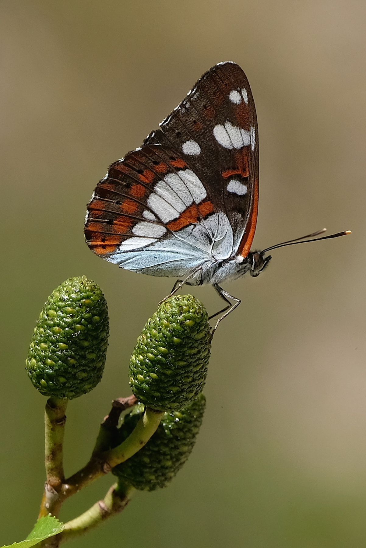 Limenitis Reducta