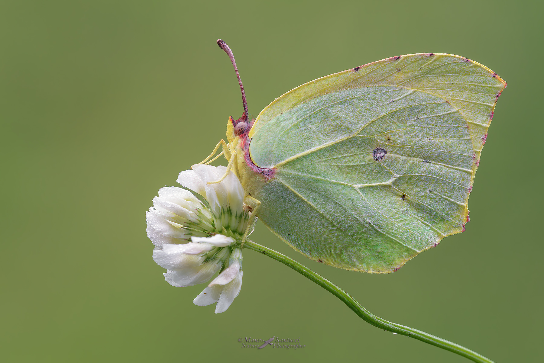 Gonepteryx-rhamni_DSC3847