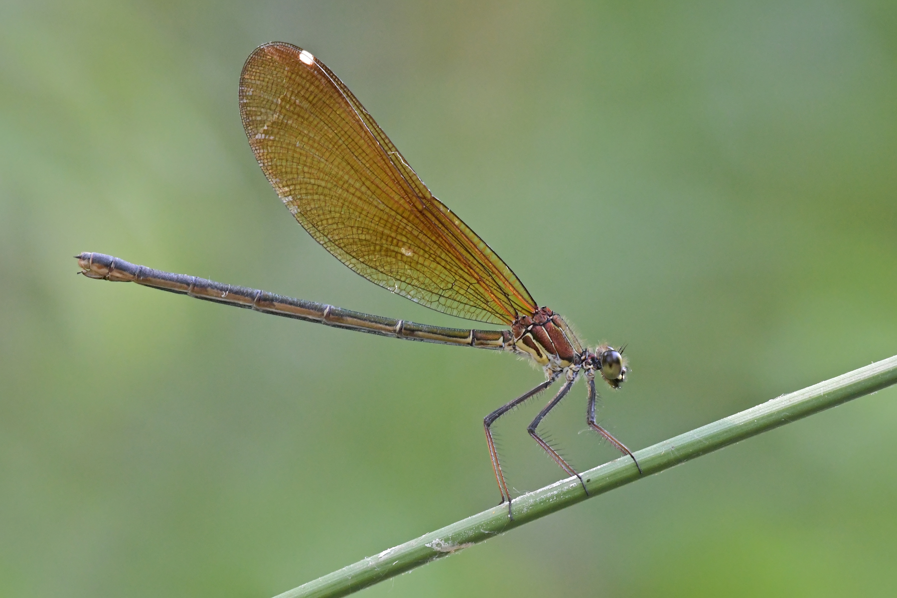 Haemorrhoidalis (f)