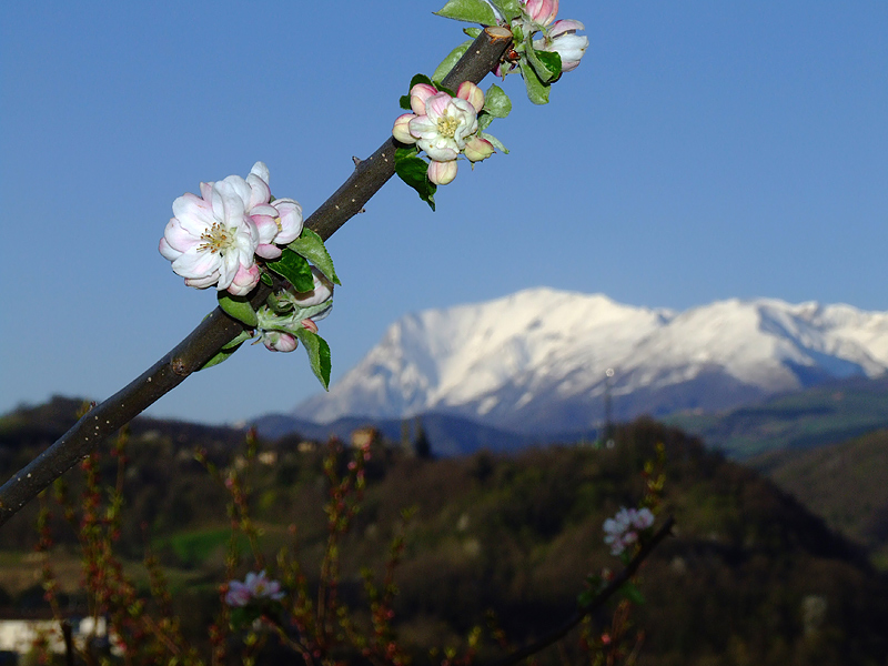 Fiori e montagna
