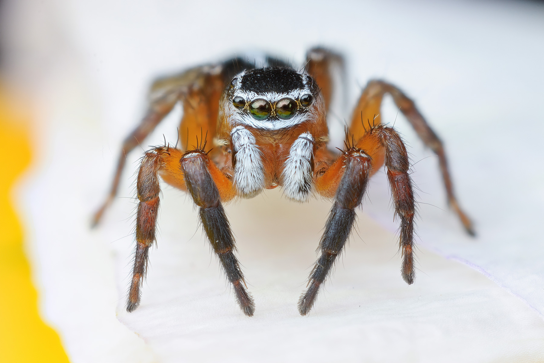 Salticidae