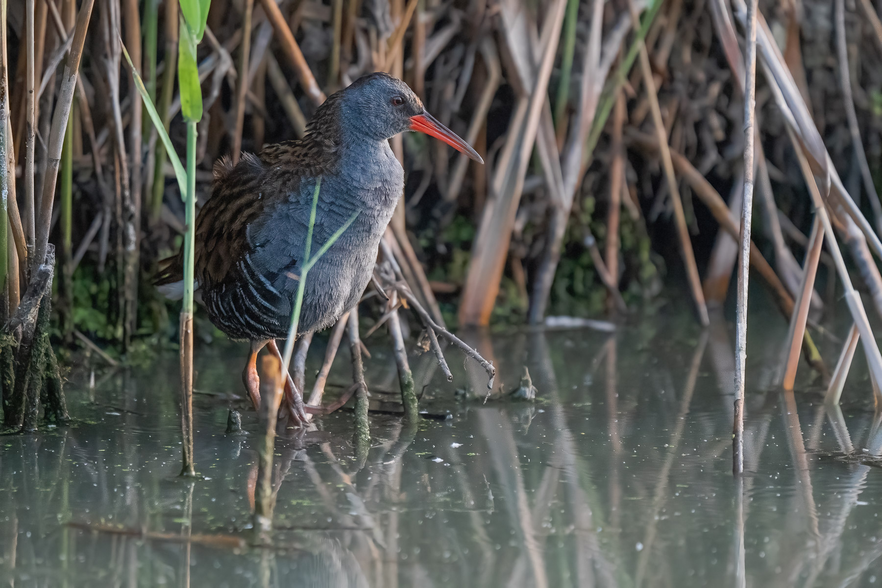 porciglione all'alba