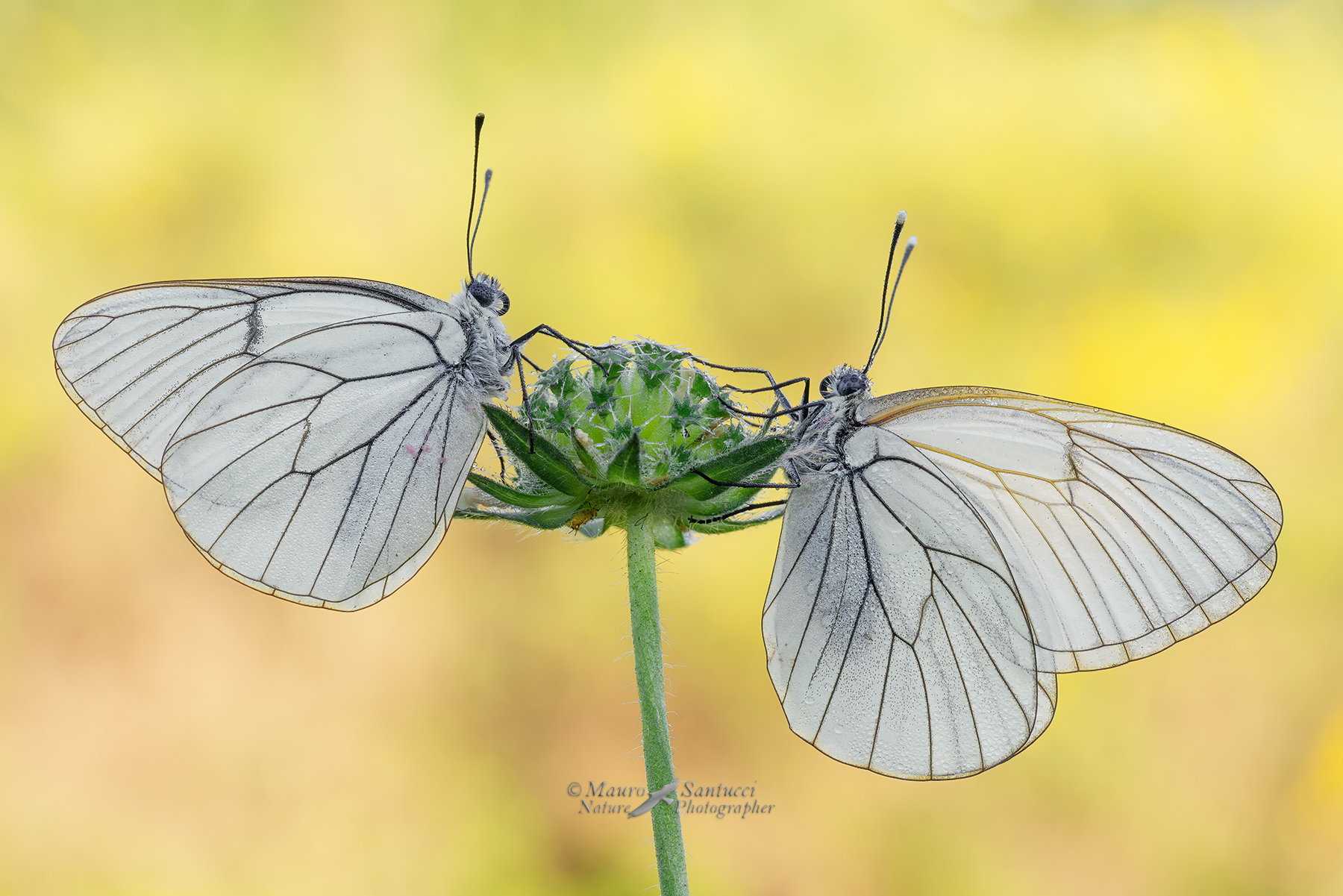 Aporia-crataegi_La-coppia_DSC00861