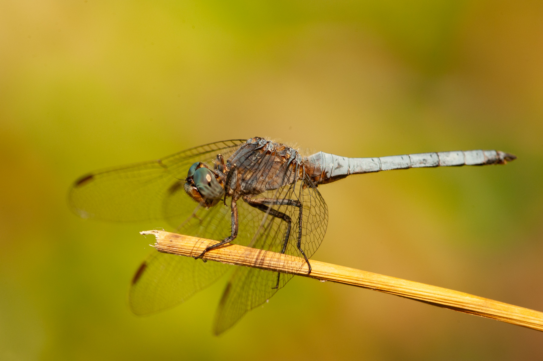 Orthetrum brunneum