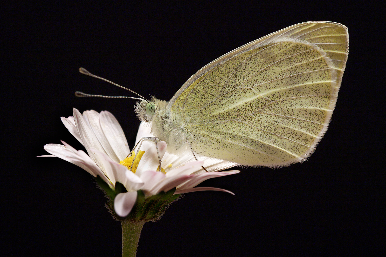 Pieris brassicae