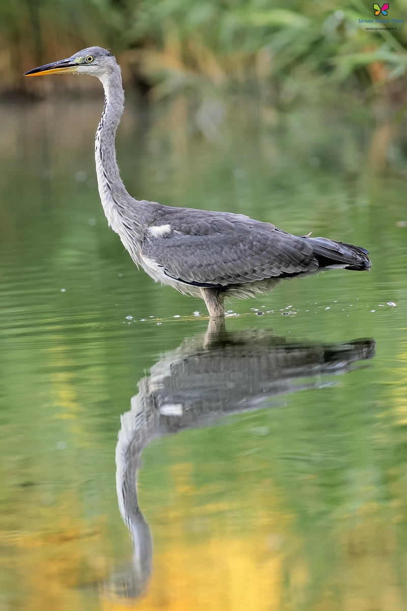 Cenerino specular....