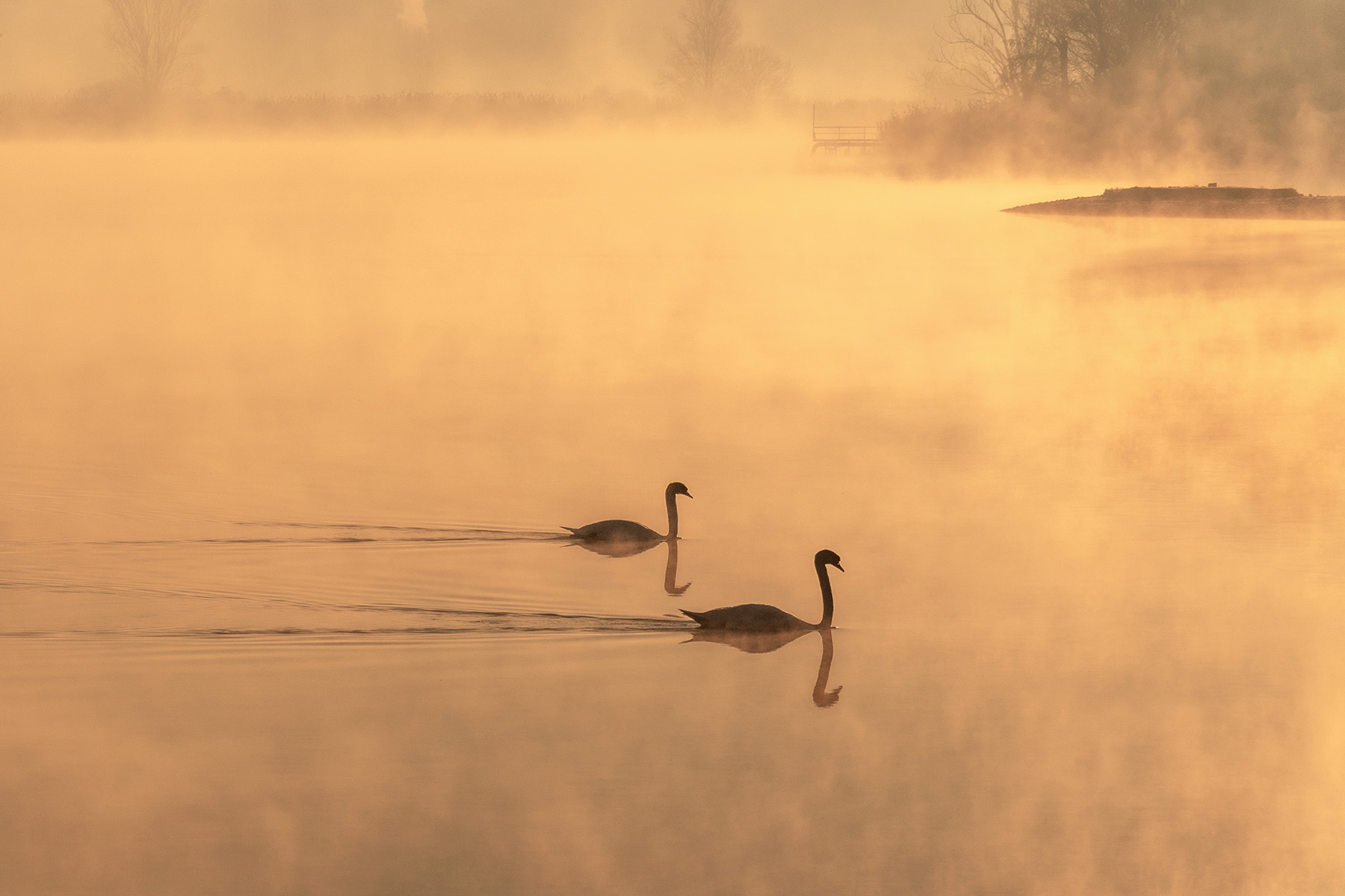 l'eleganza del cigno