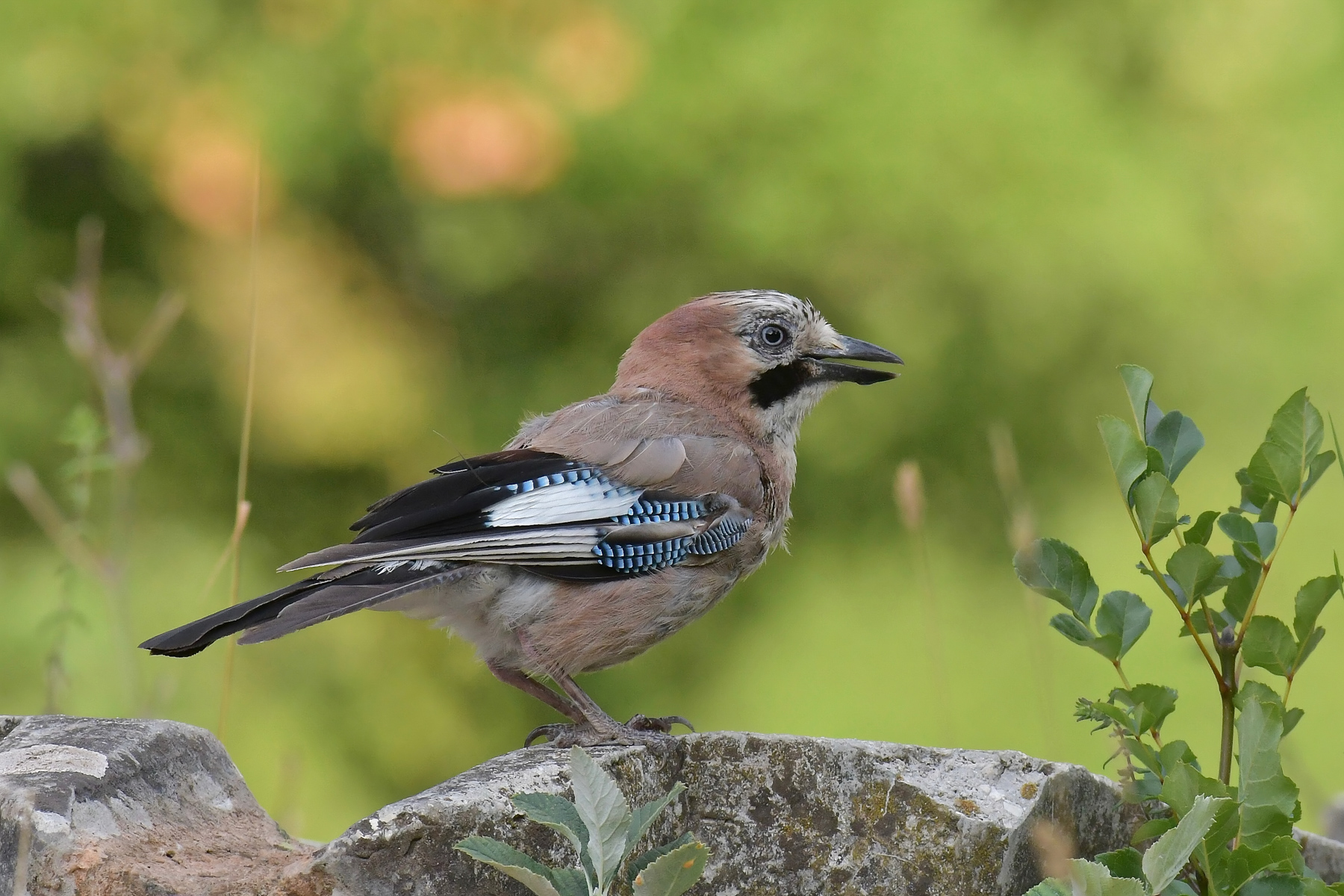 Ghiandaia all'abbeverata
