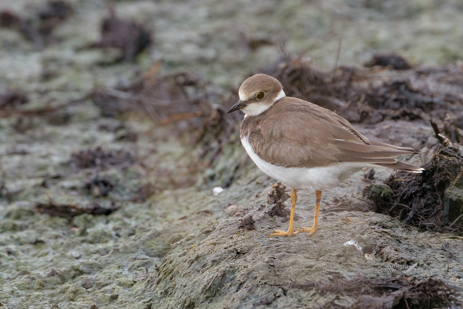 Corriere-piccolo_Charadrius-dubius_DSC07029
