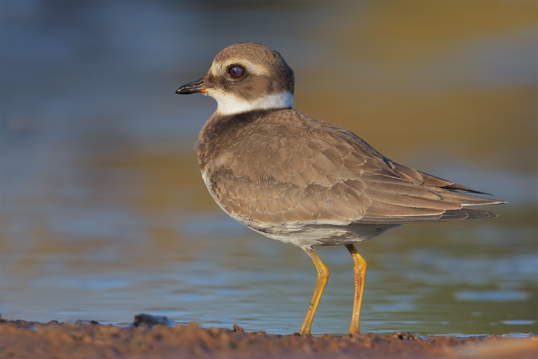 Corriere piccolo juv