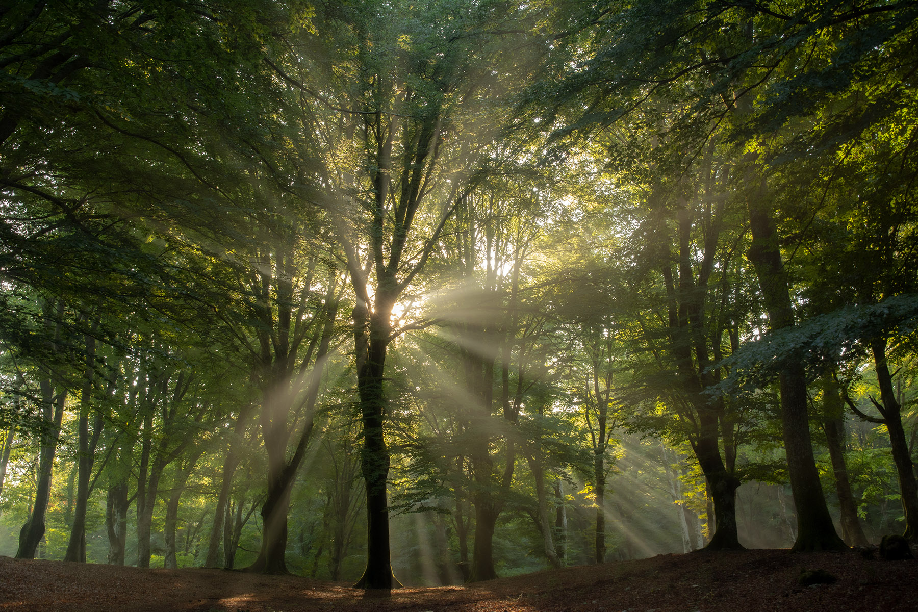 Lame di luce nel bosco